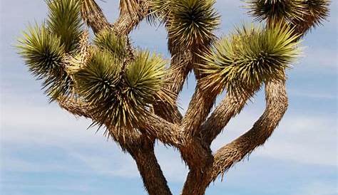 Joshua Tree National Park with Kids - Family Can Travel