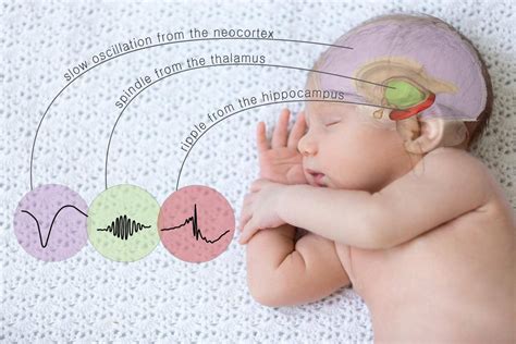 Baby Sleep Brain Development
