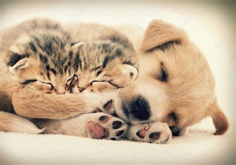 Baby Sleep Dog And Cat