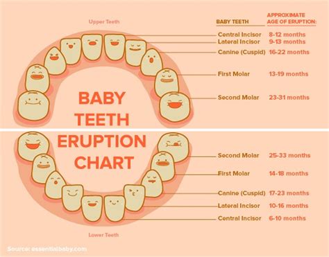 Why Baby Teeth Matter Willow Pass Dental Care