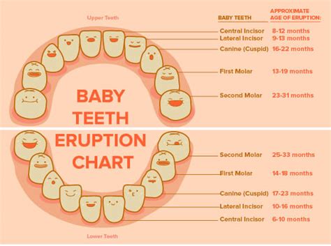 Tooth eruption chart Teething chart, Teeth eruption chart, Baby tooth