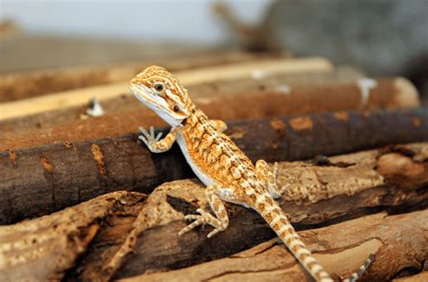 baby bearded dragon facts