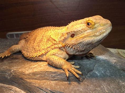 baby bearded dragon for sale near me