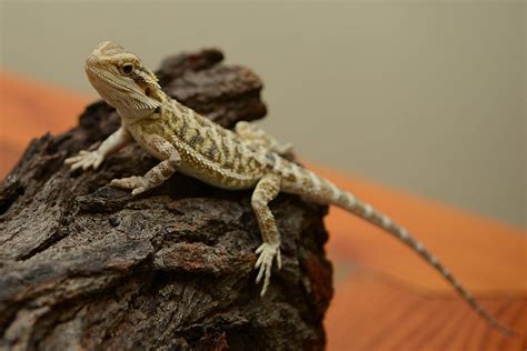 baby bearded dragon pictures