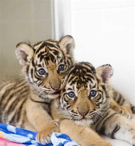 baby bengal tiger cubs