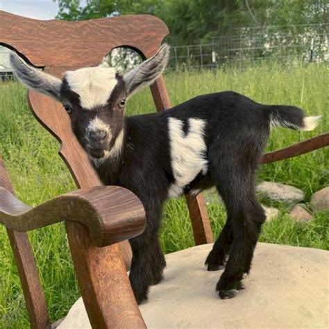 baby billy goats for sale