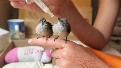 Baby bird care and release