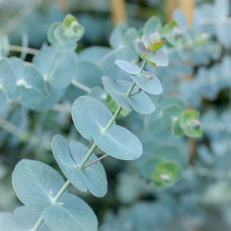 baby blue eucalyptus plant