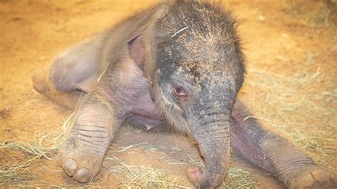 baby elephant being born