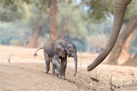 baby elephant weight kg