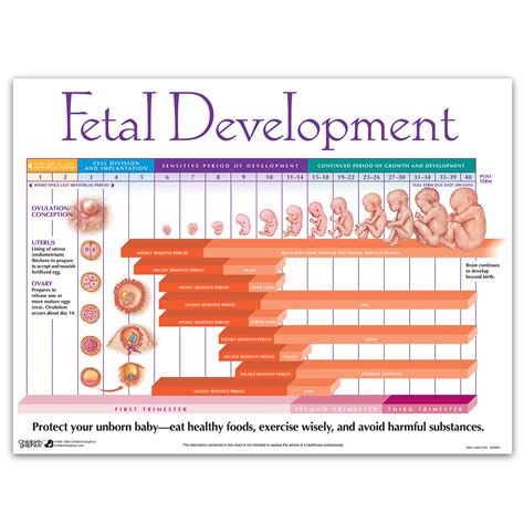 baby fetal development chart week by week