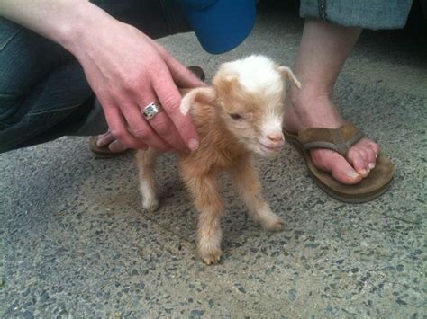 baby goat as pet