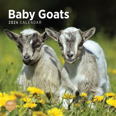 baby goat calendar 2024