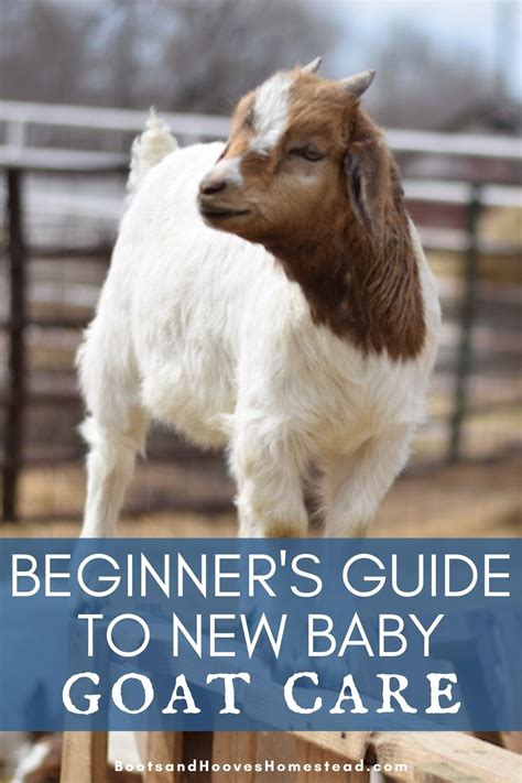 baby goat care information