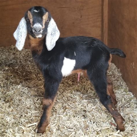 baby goat farm near me for sale