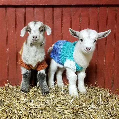 baby goat with clothes