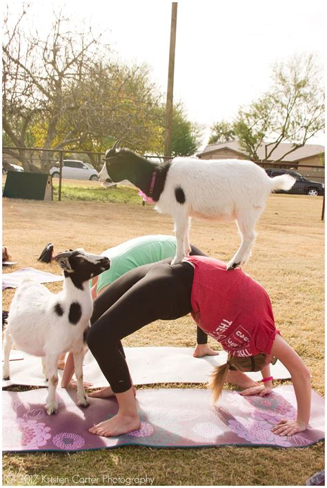 baby goat yoga