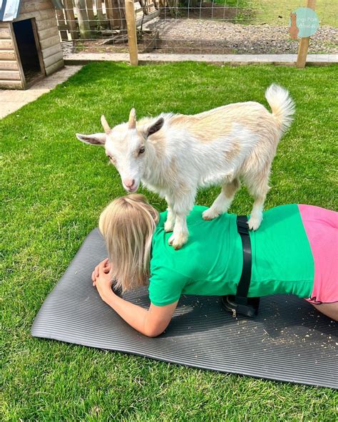 baby goat yoga maryland