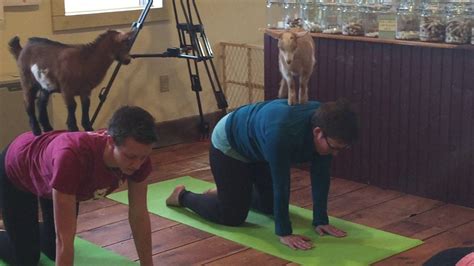 baby goat yoga youtube