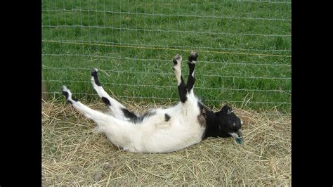 baby goats falling over