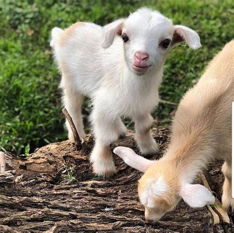 baby goats for sale in ct