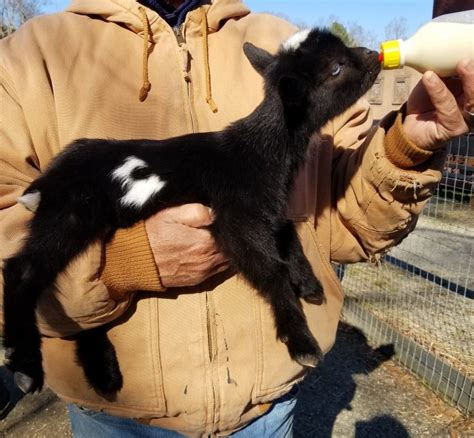 baby goats for sale in ms