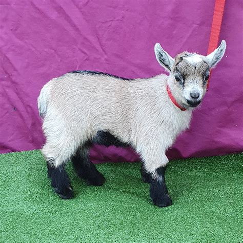 baby goats for sale qld