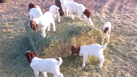 baby goats on youtube