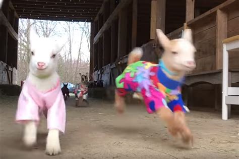 baby goats playing in pj