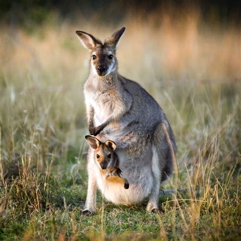 baby kangaroo