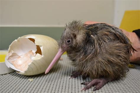 baby kiwi bird egg