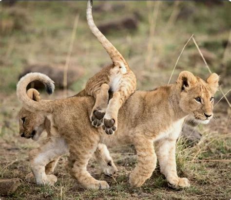 baby lion cubs playing