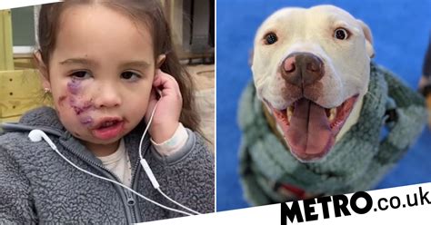 baby mauled by pit bull