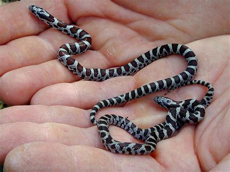 baby milk snake videos