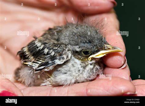 Discover 8 Insights baby mockingbird avian growth secrets