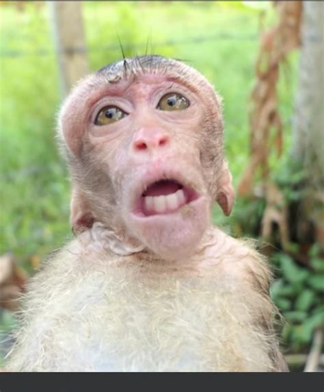 baby monkey garina facebook