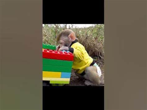 baby monkey videos 2023 kuku