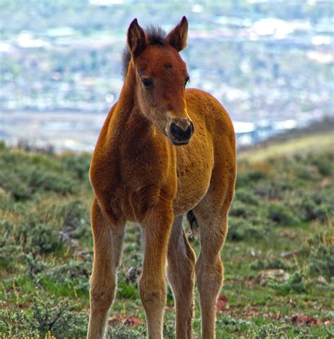 baby mustang horses for sale