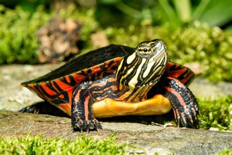 Baby Painted Turtle Underside