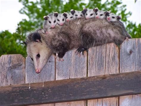 baby possum has a scare