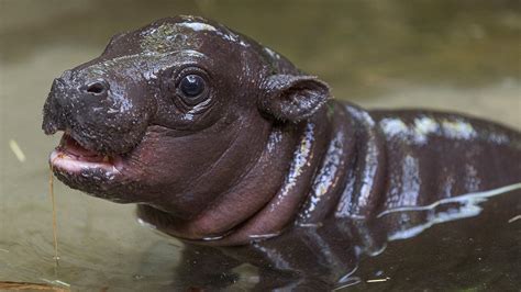 baby pygmy hippopotamus and facts
