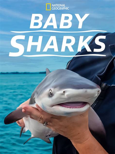 baby shark baby baby shark baby baby