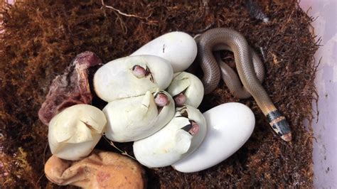 baby snakes hatching videos