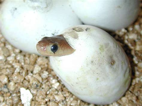 baby snakes in egg