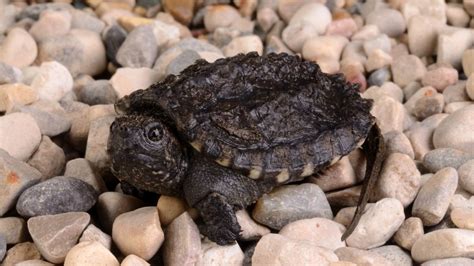 Baby snapping turtle eats pellets YouTube