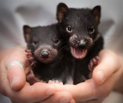 baby tasmanian devil