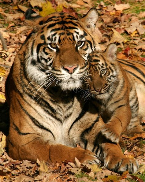 baby tiger with mom