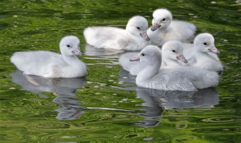 baby trumpeter swan pictures