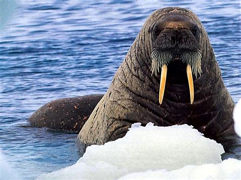 baby walrus facts for kids