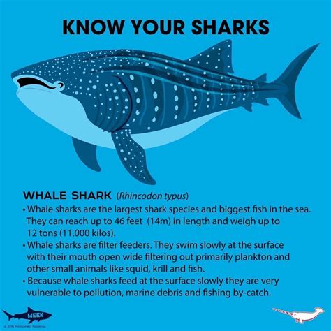 baby whale shark facts for kids
